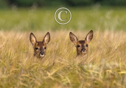 Roe Fawns in Barley DM1602